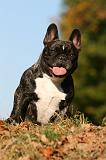 BOULEDOGUE FRANCAIS 1232
